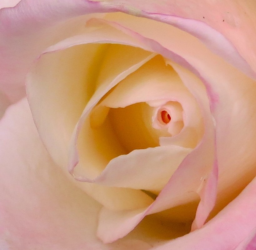 roseinside
