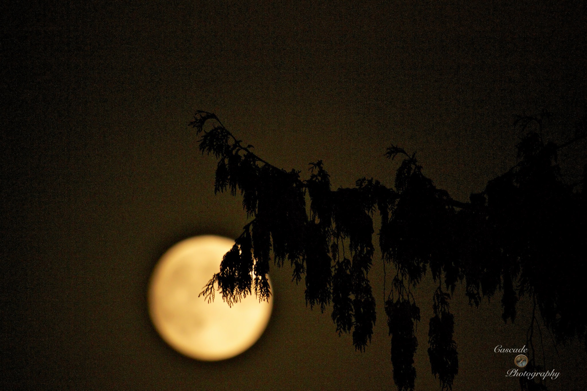 photo by Josh Scholten