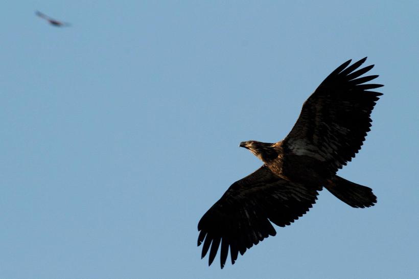 photo by Josh Scholten