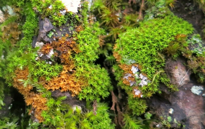 mosses