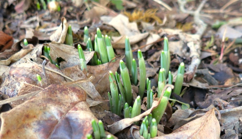 snowdrops in January 