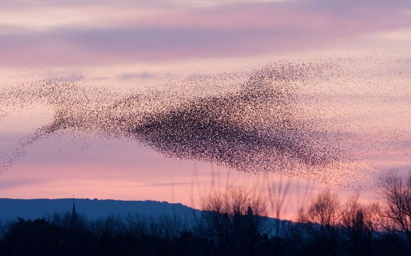 photo by Steve Balcombe, Scotland