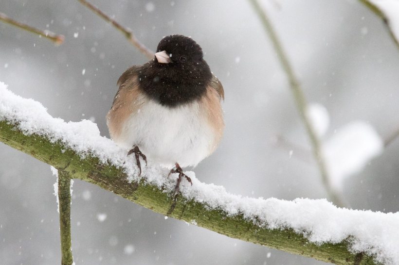 photo by Josh Scholten