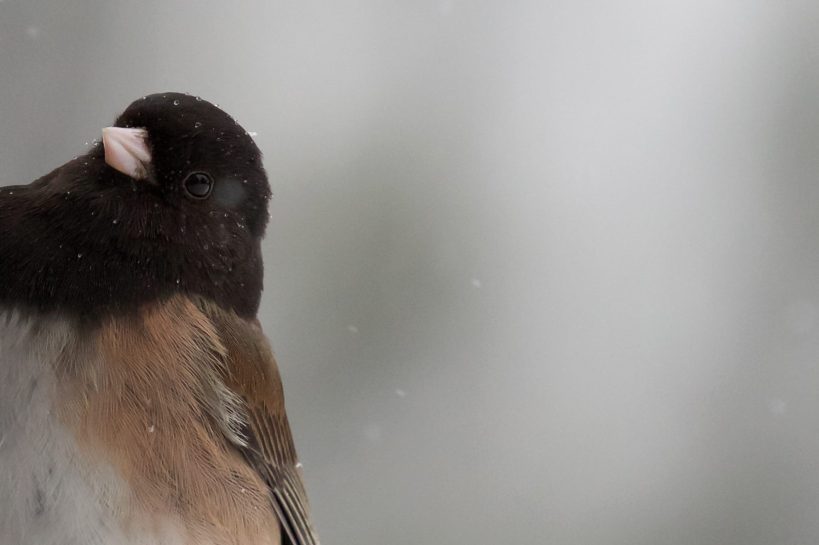 photo by Josh Scholten