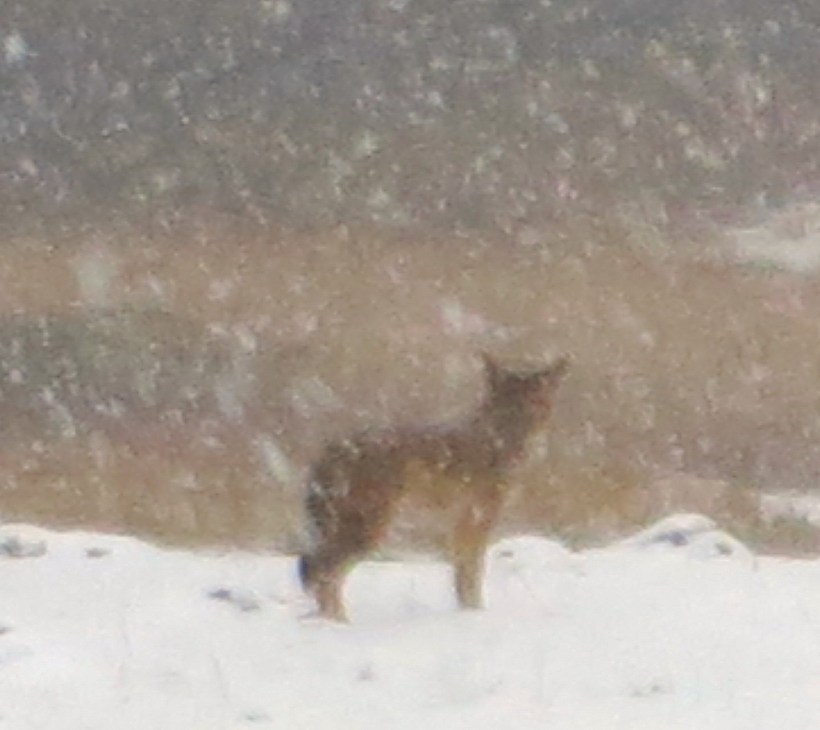 coyote3