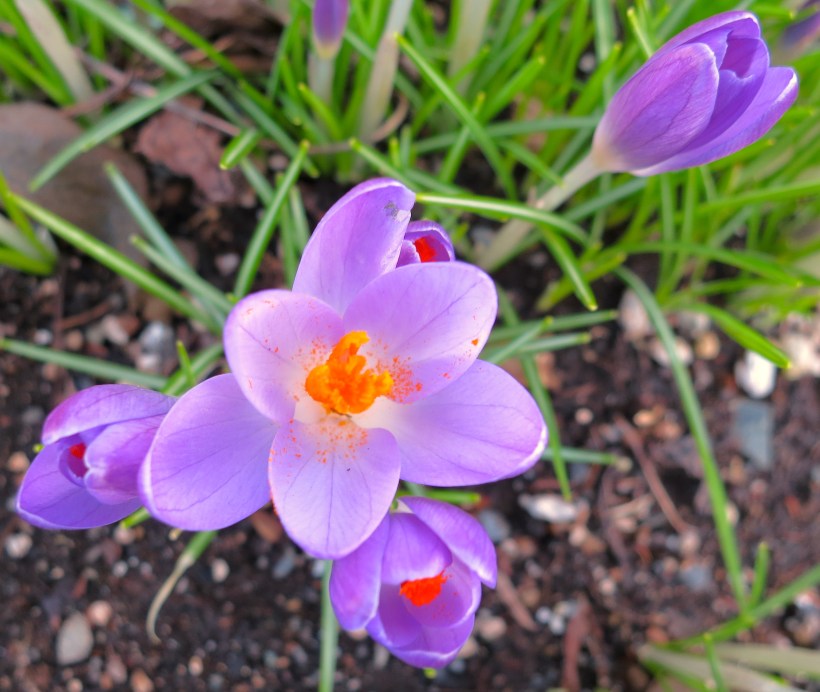 croci3