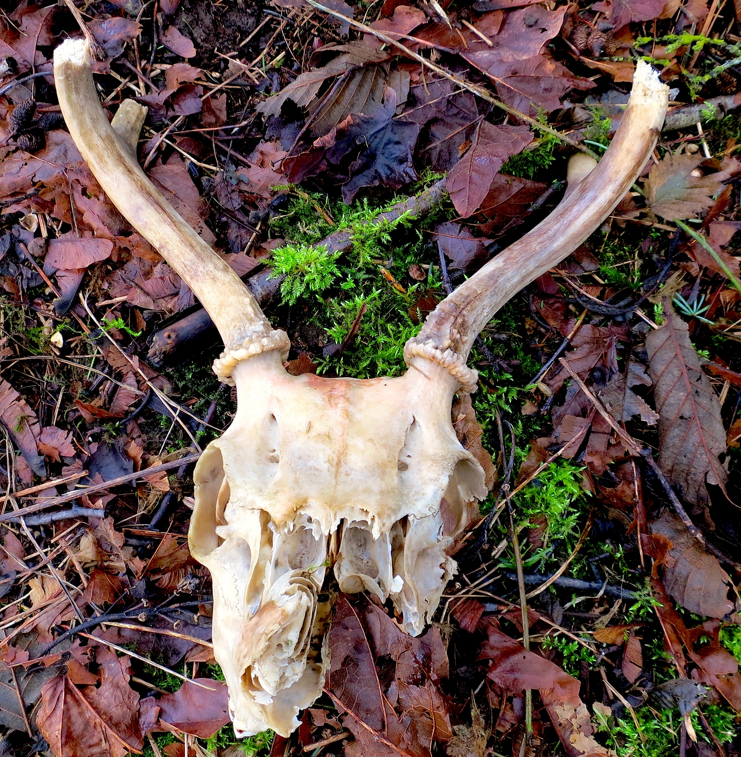 deerskull