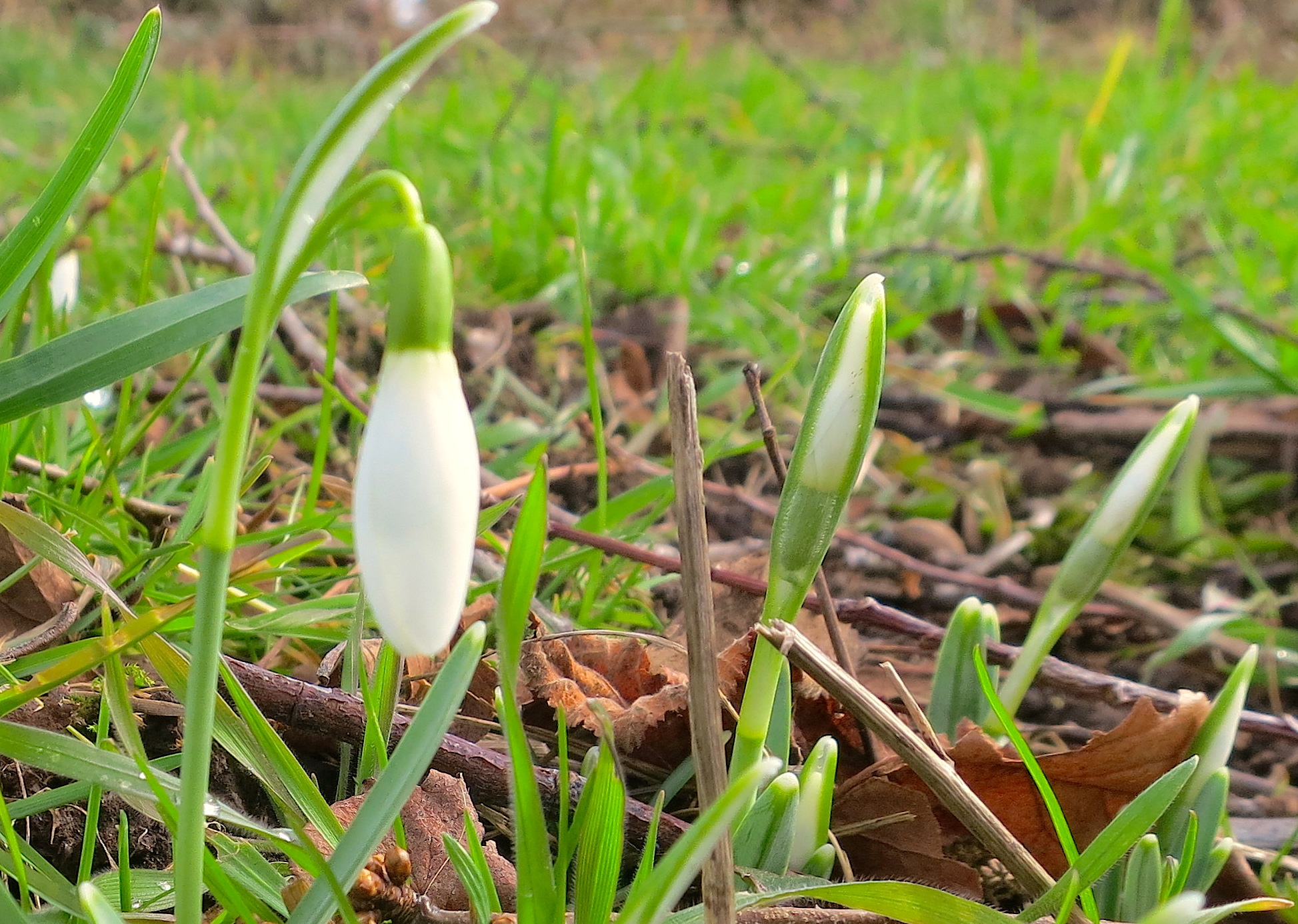febsnowdrops1