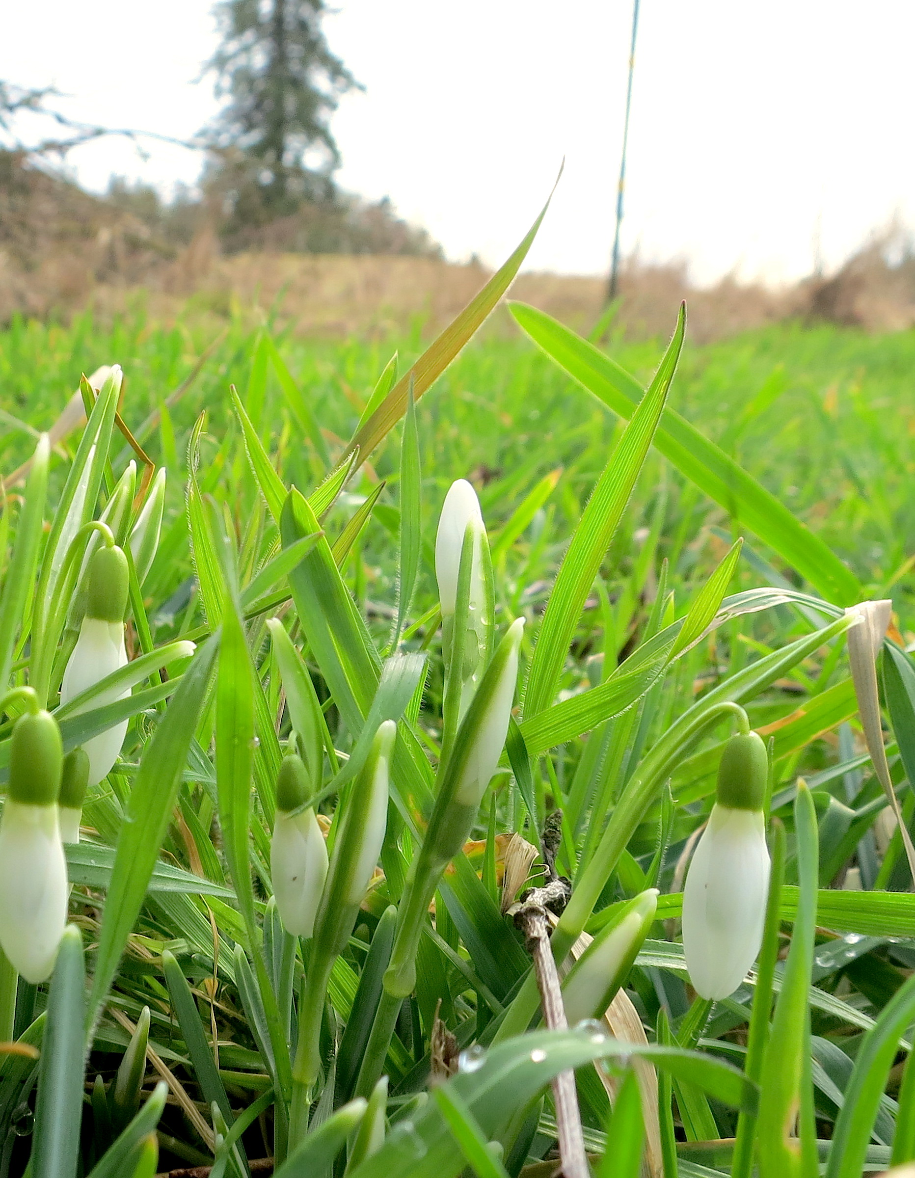febsnowdrops3