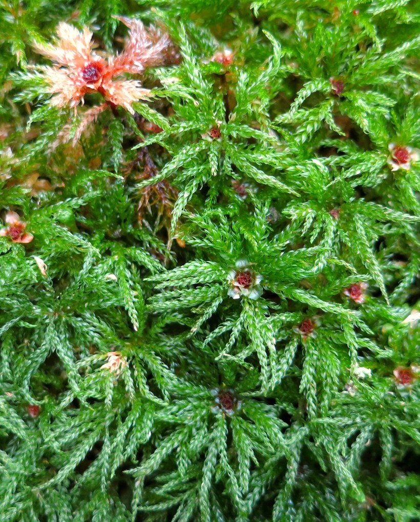 microforestmoss