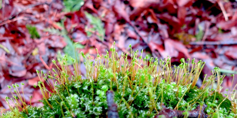 mosssprouts4