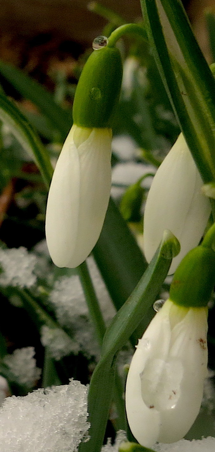 snowonsnowdrops