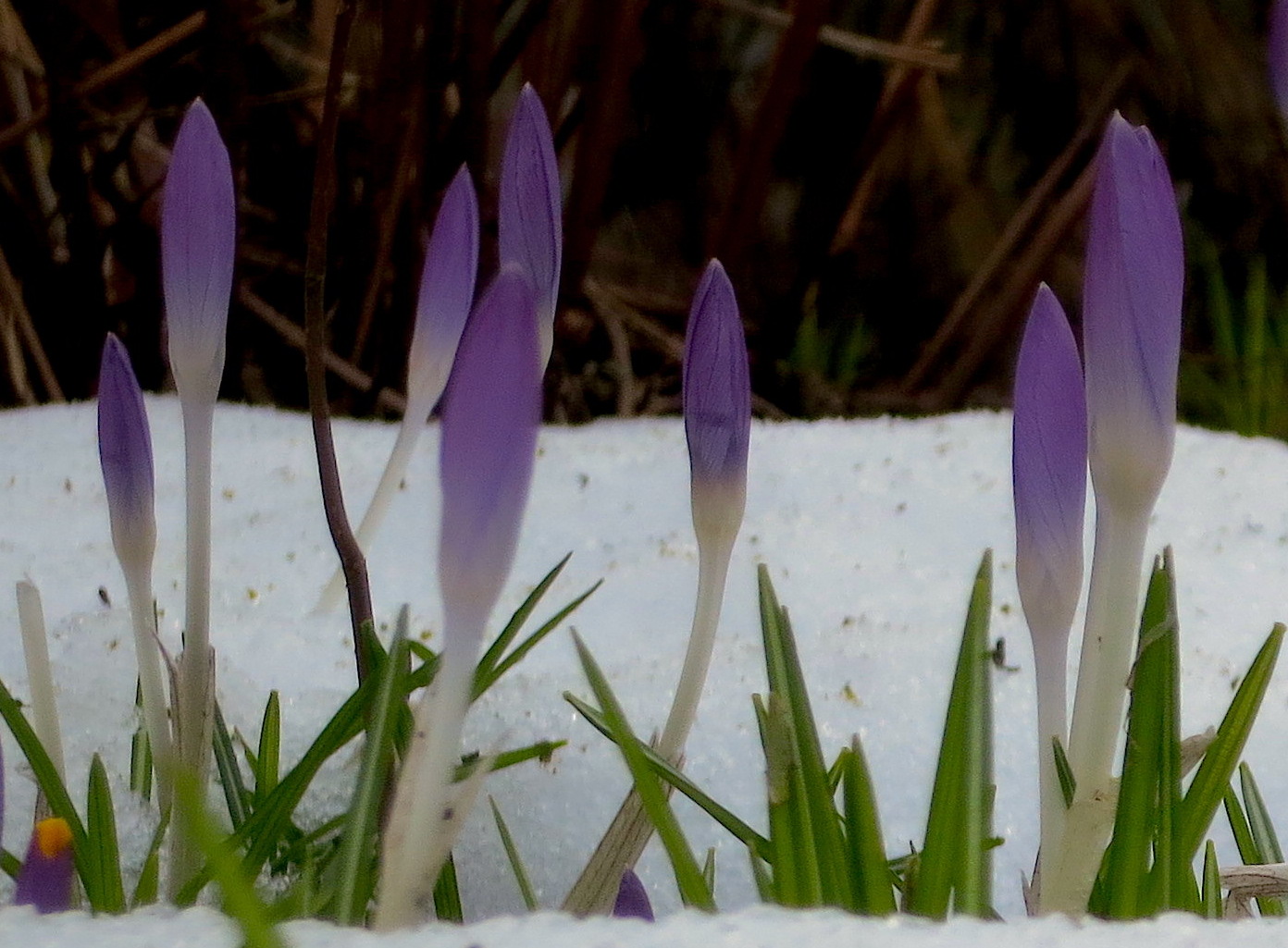 snowscrocus1