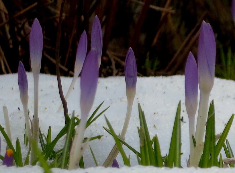 snowscrocus1