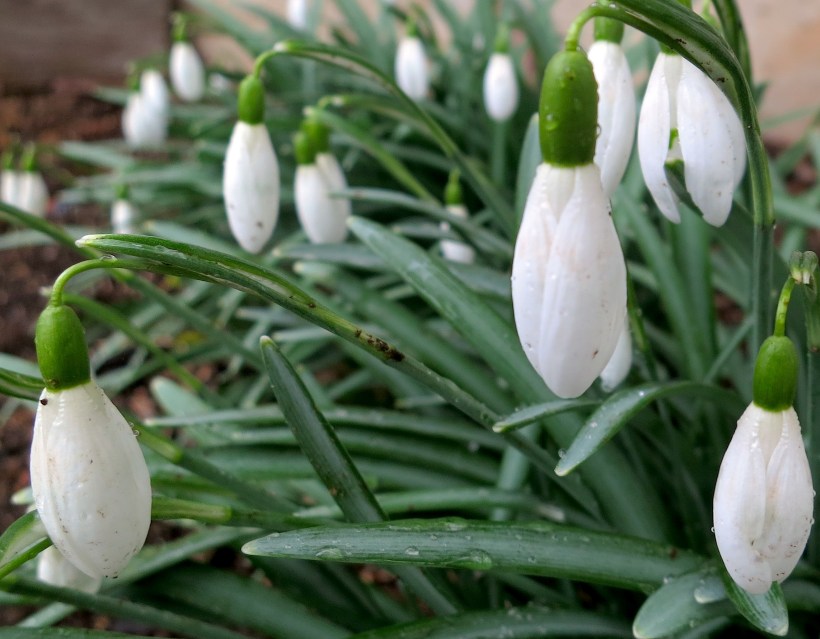 snowdropsmarch6