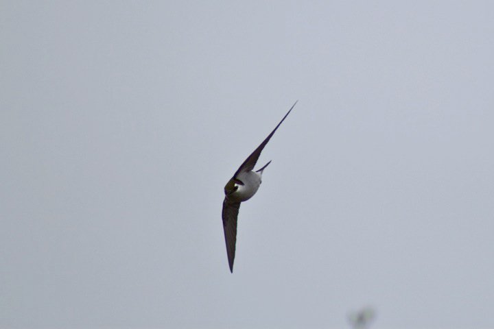 photo by Josh Scholten