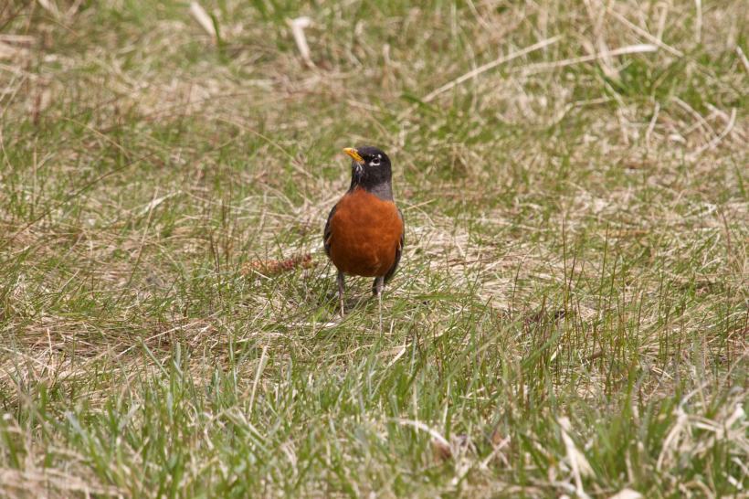 photo by Josh Scholten