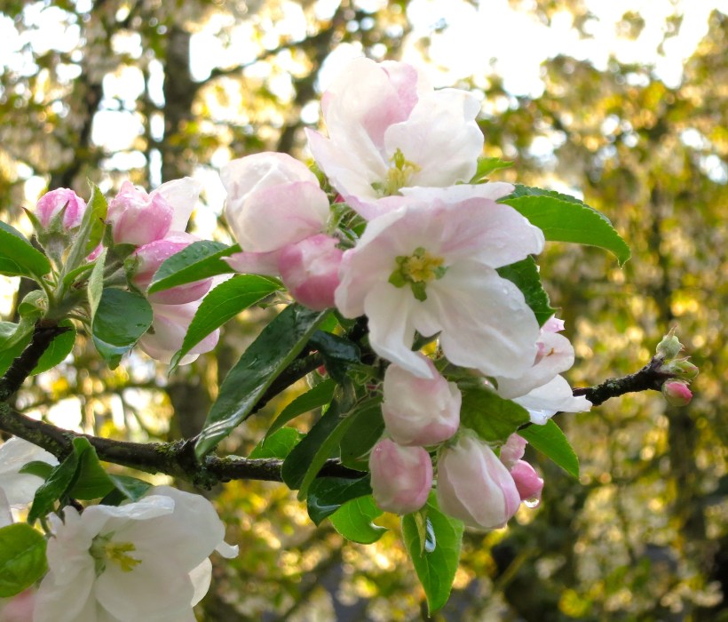 appleblossomrain