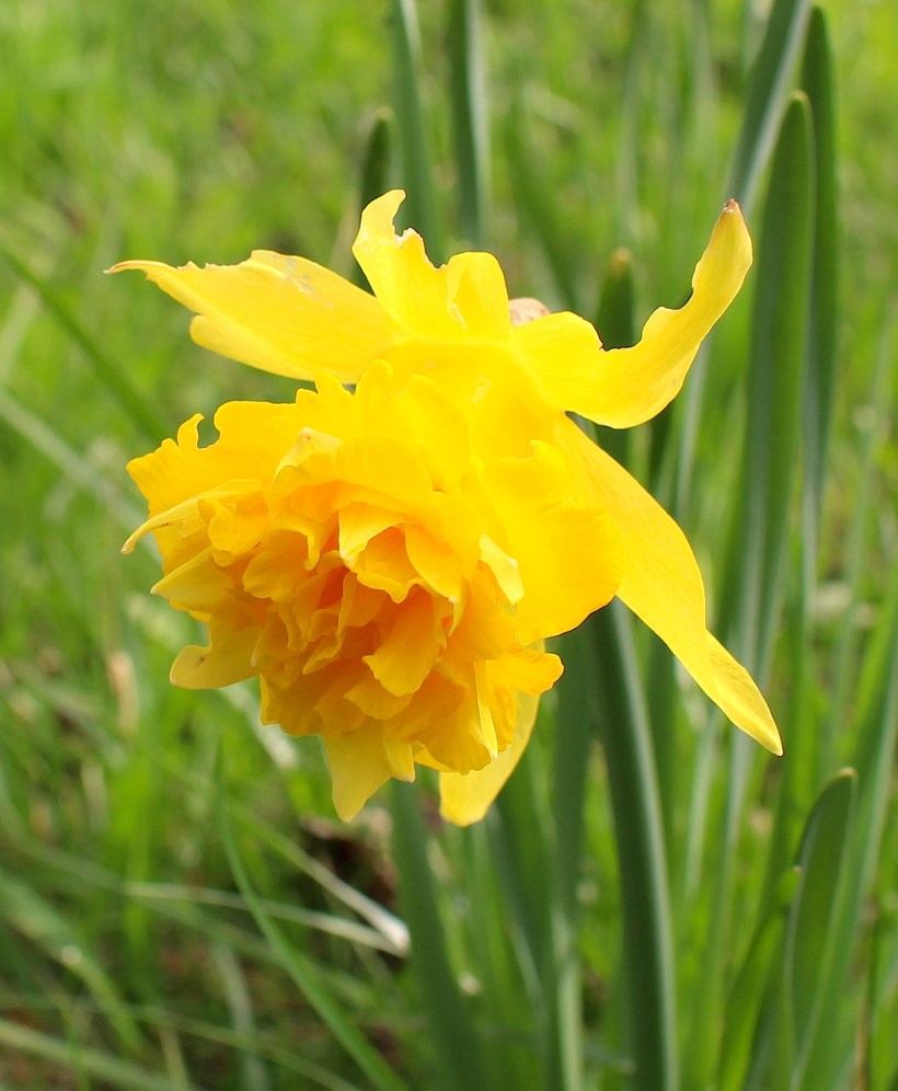 daffodil20141
