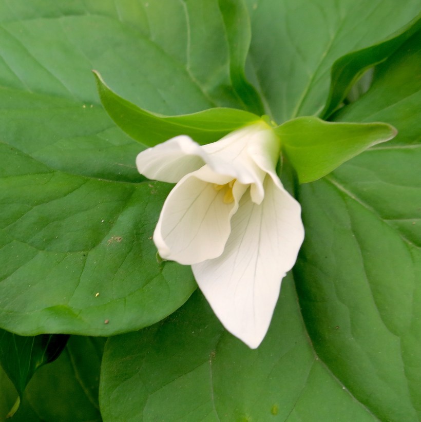 emergingtrillium