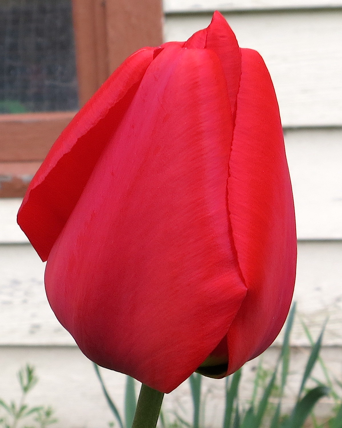 redtulip2