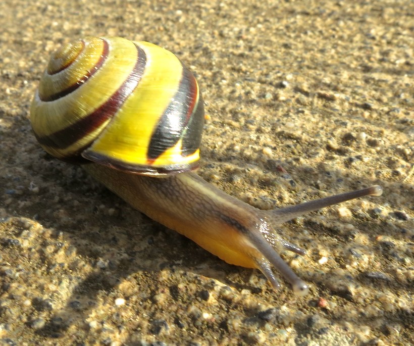 snail1