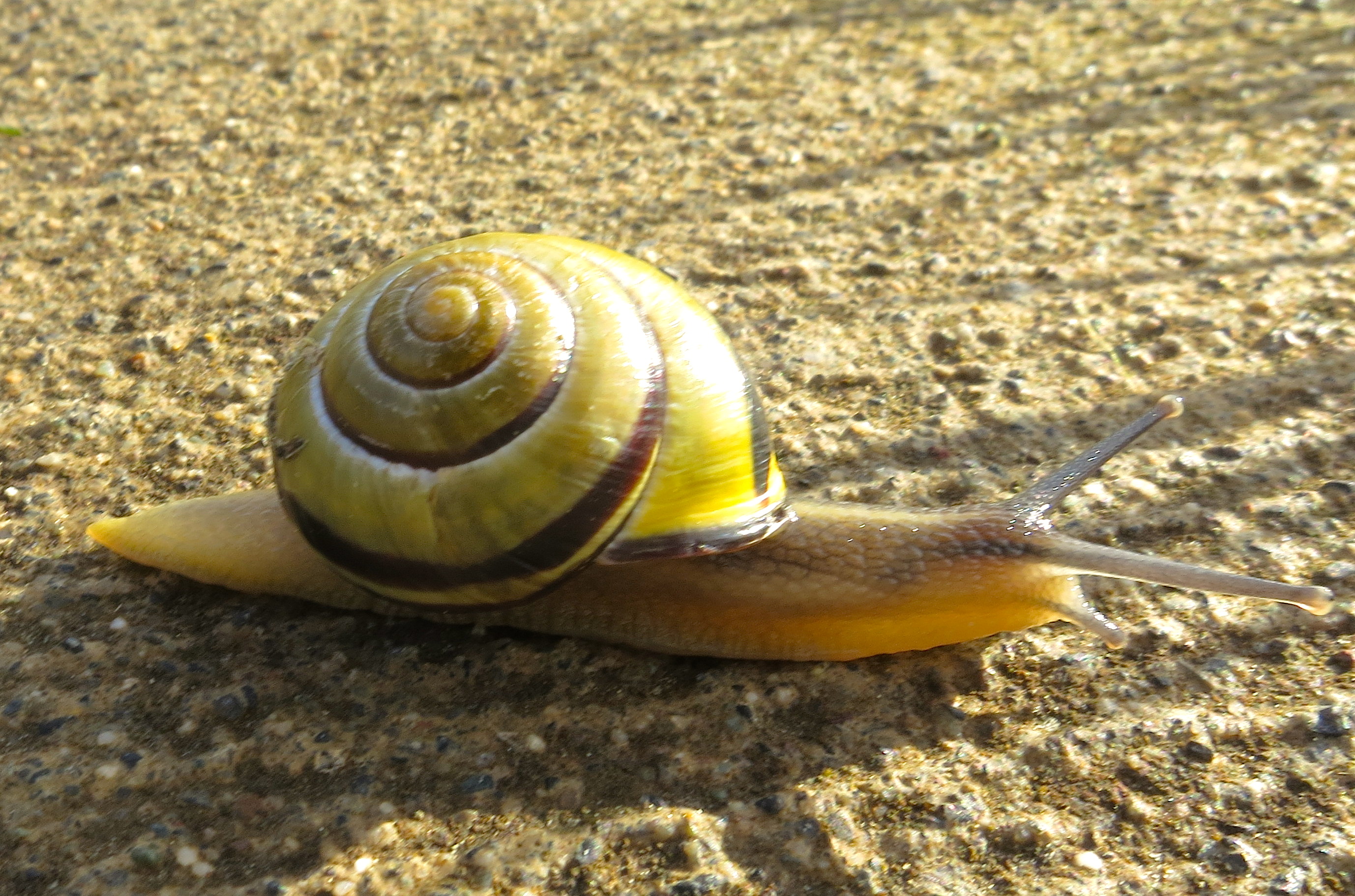 snail2