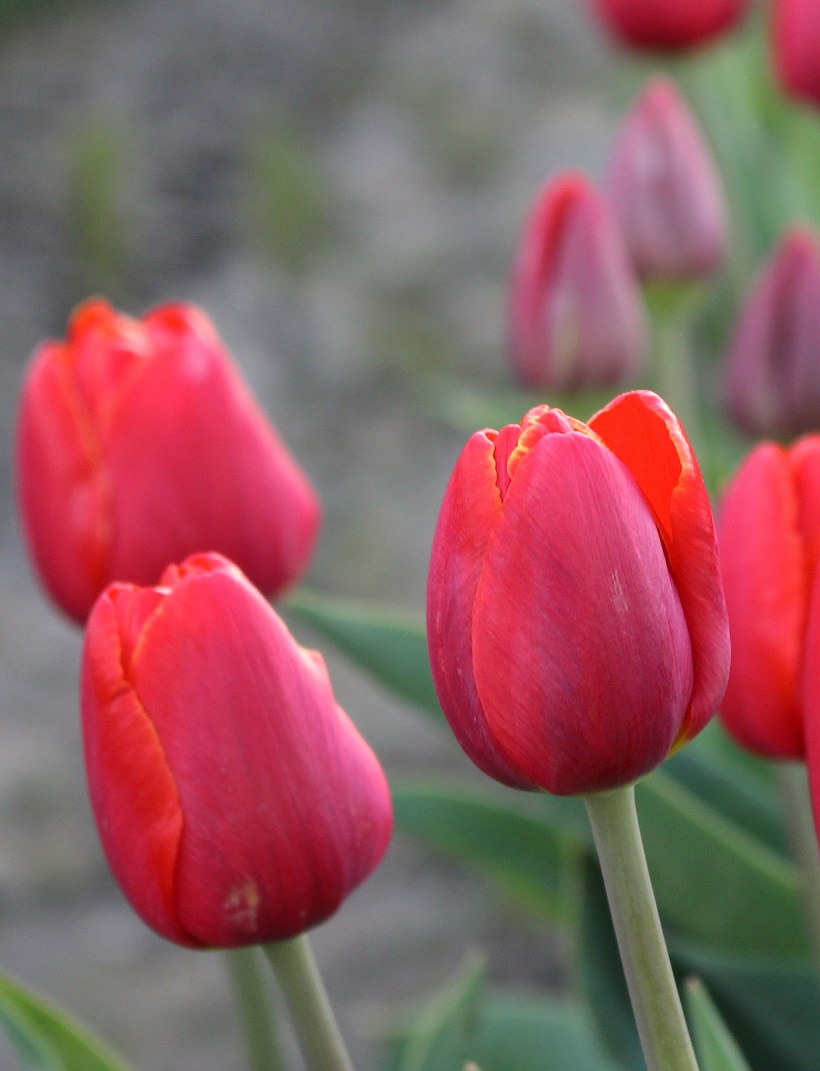 tulip12