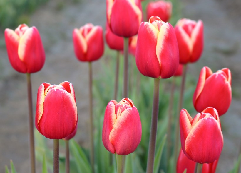 tulip17