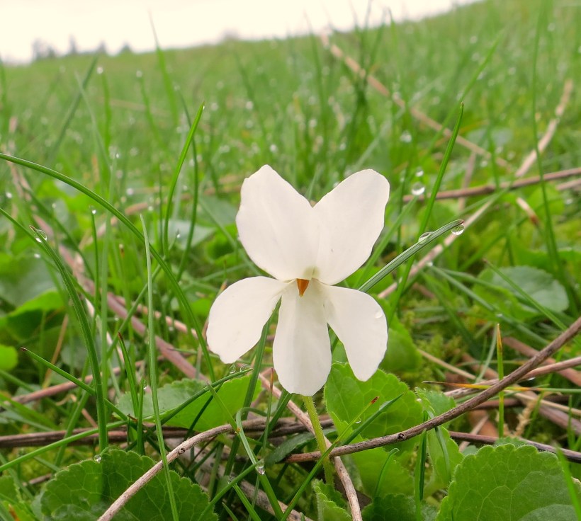 whiteviolet