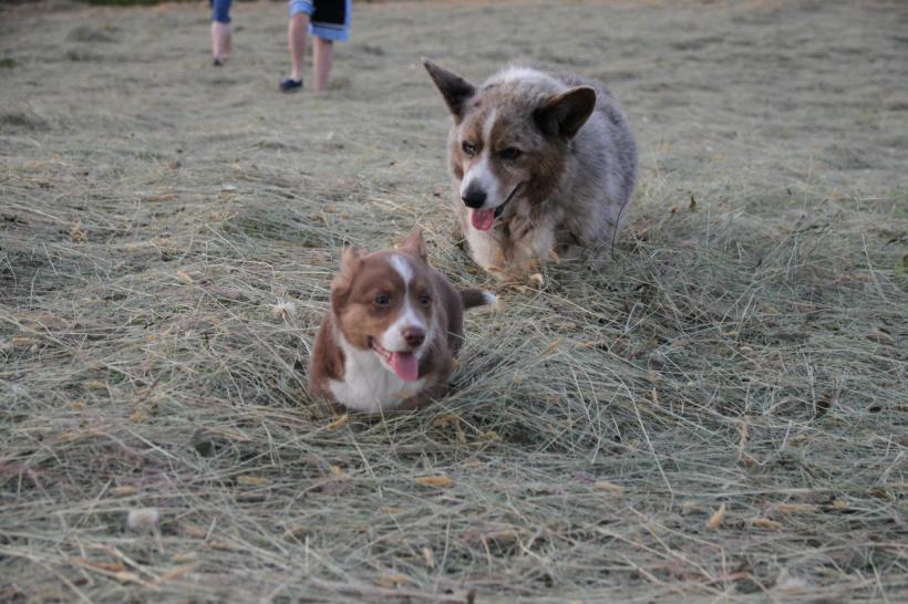 335933_557588367764_460390691_o