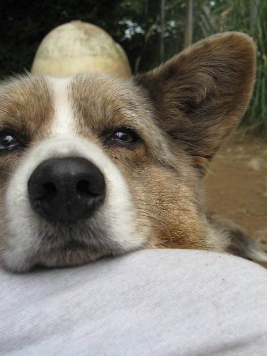 35794_517633557524_2052421_n