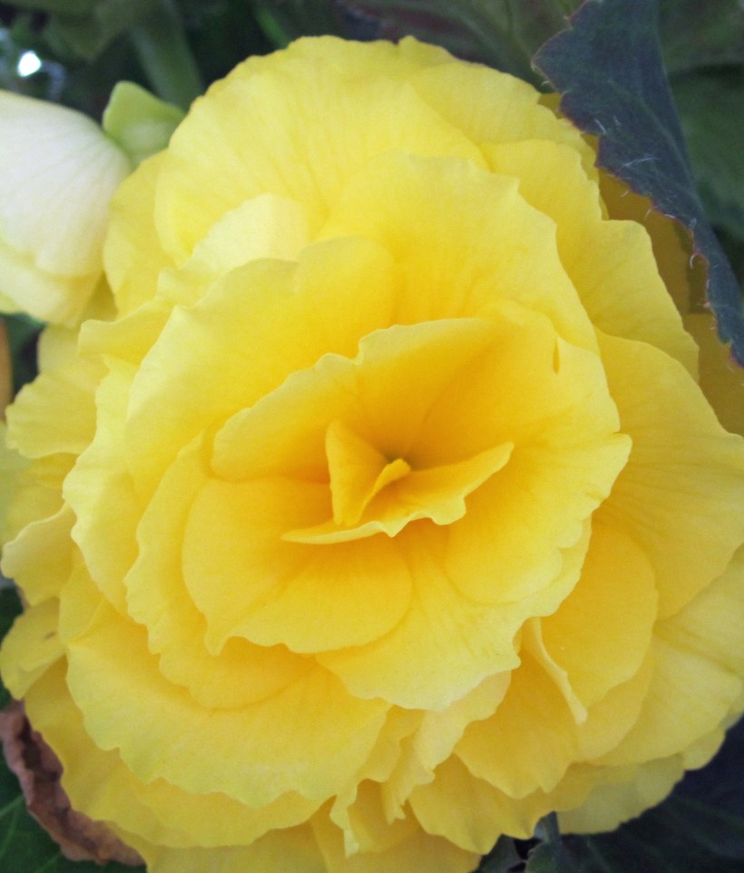 begonia3