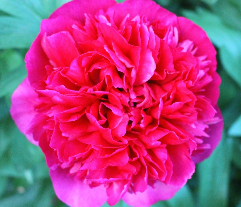 fullpeony