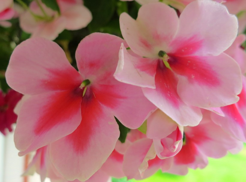 impatienspink