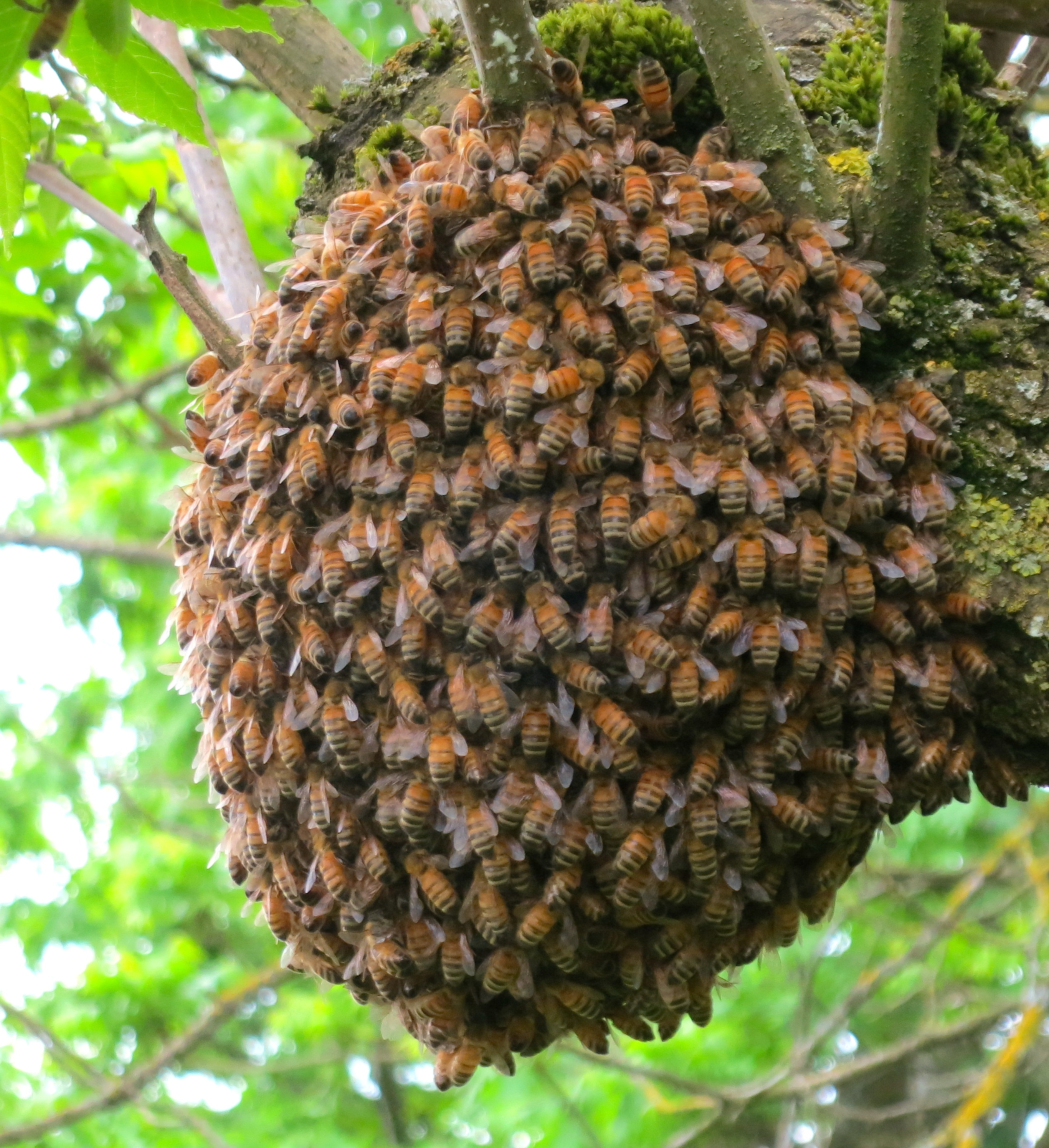 what's left behind this morning, waiting for the beekeeper's return
