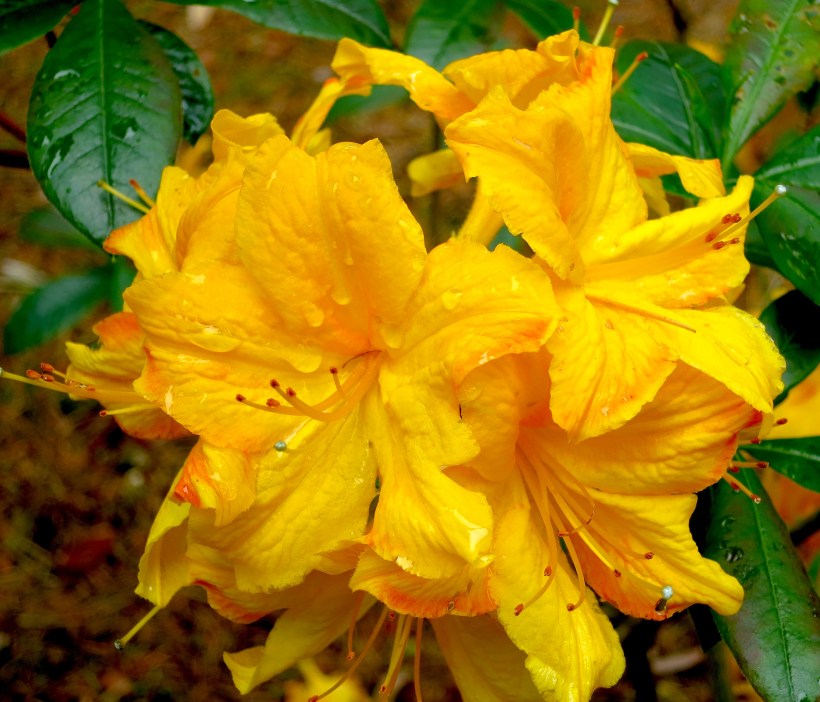 yellowazalea