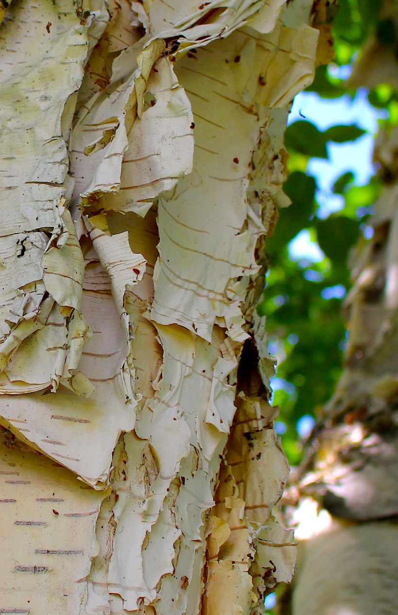 birch2