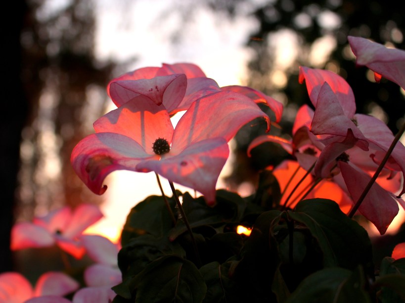 dogwoodsunset1