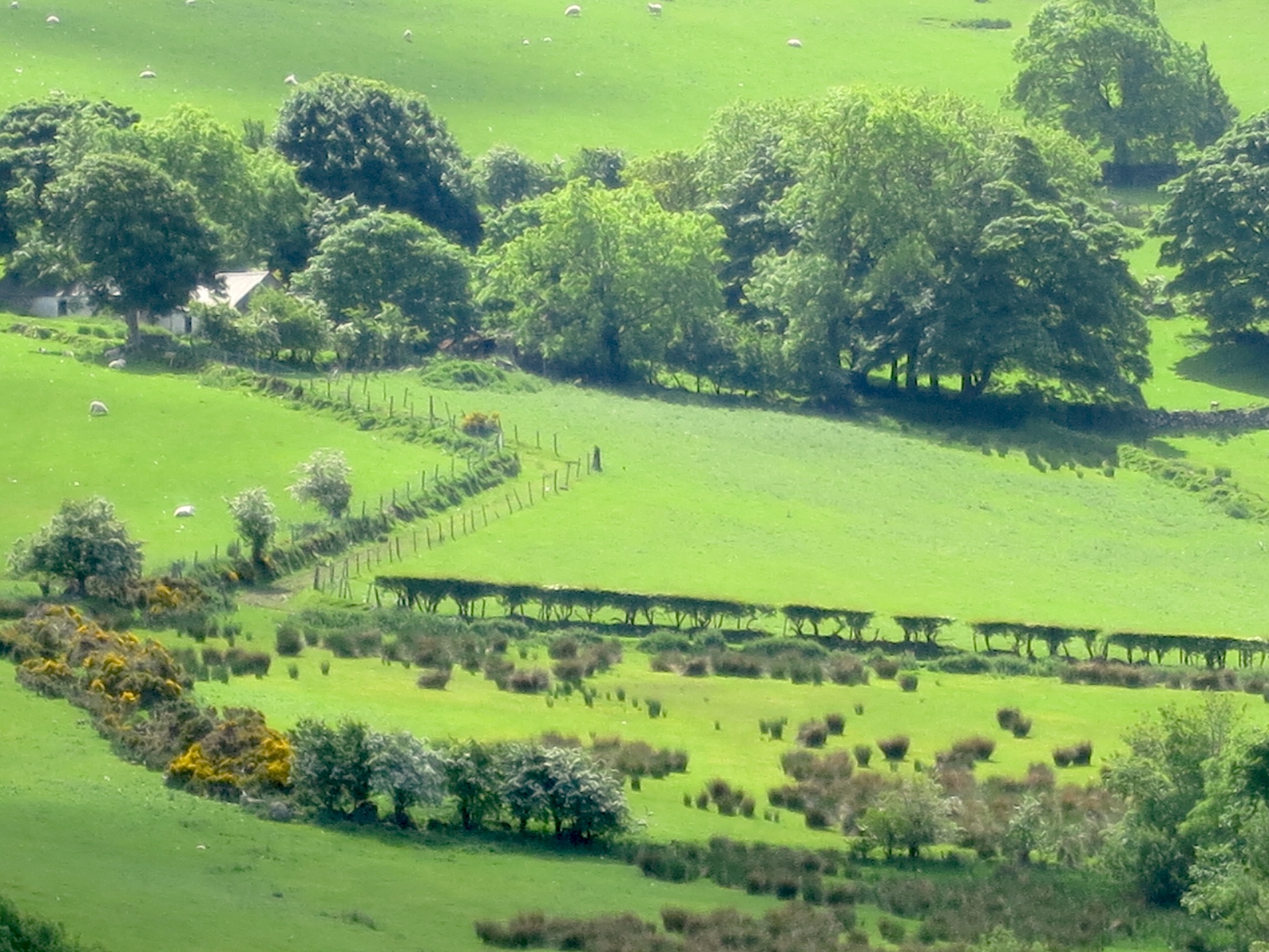 mournemountainmeadow