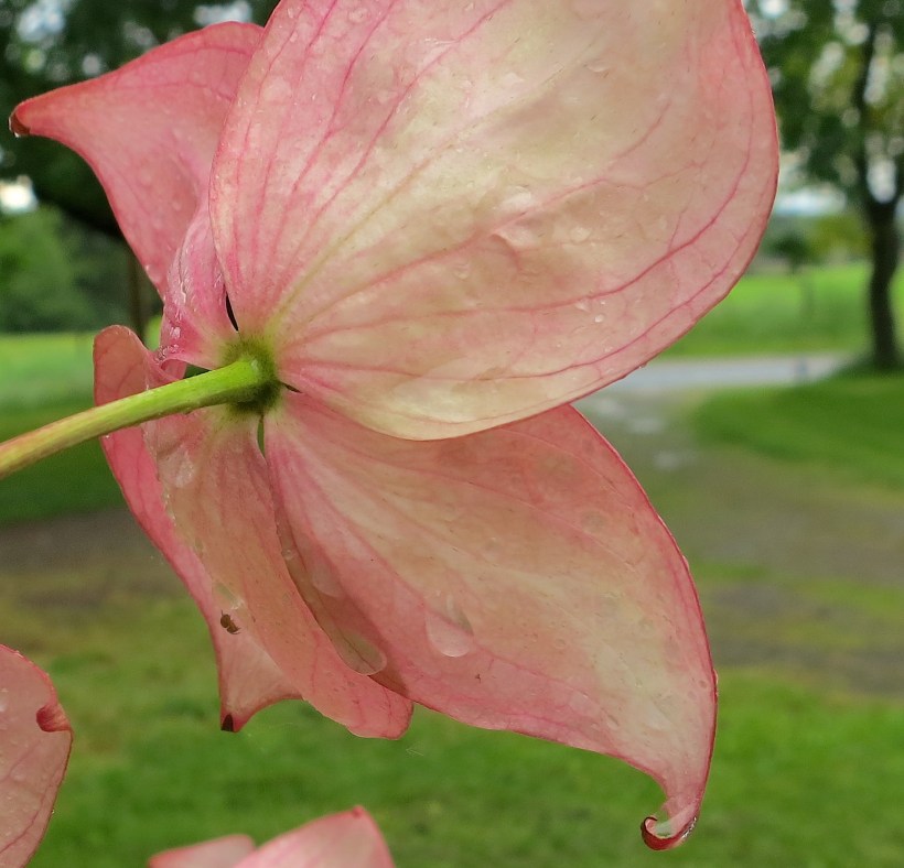 rainydogwood
