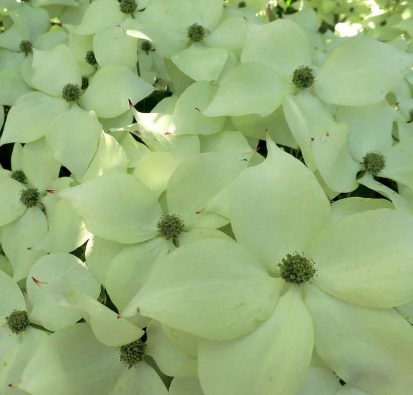 wwudogwood3