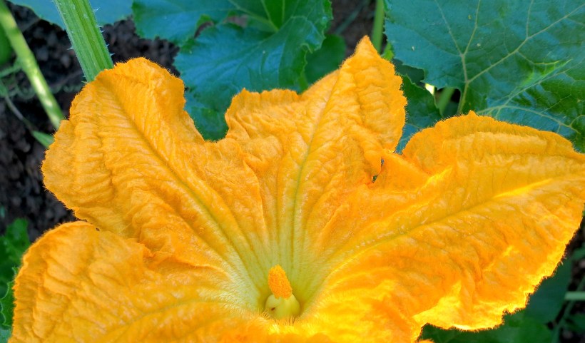 blossompunkin