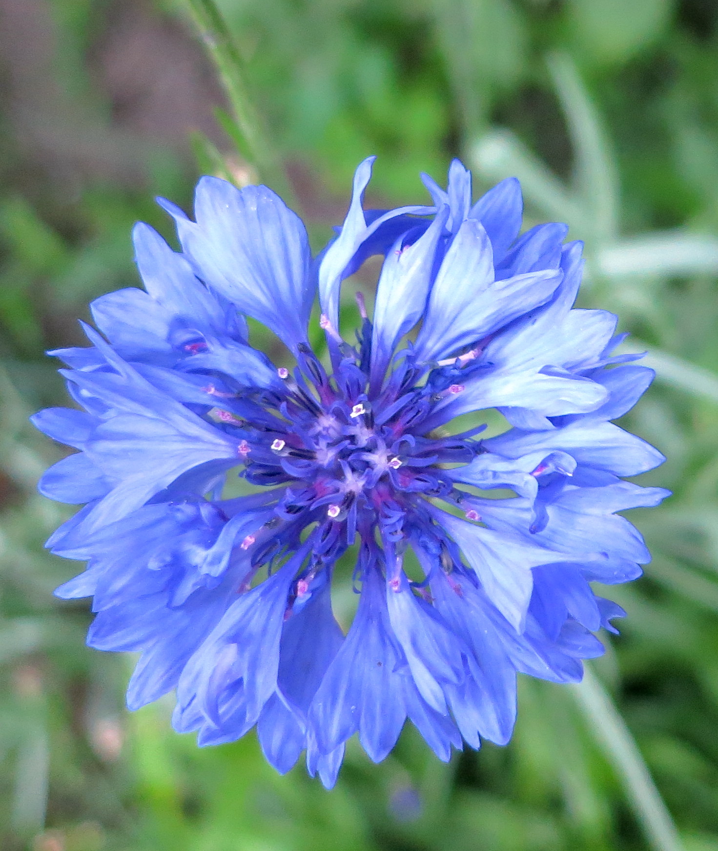 bluesteensma