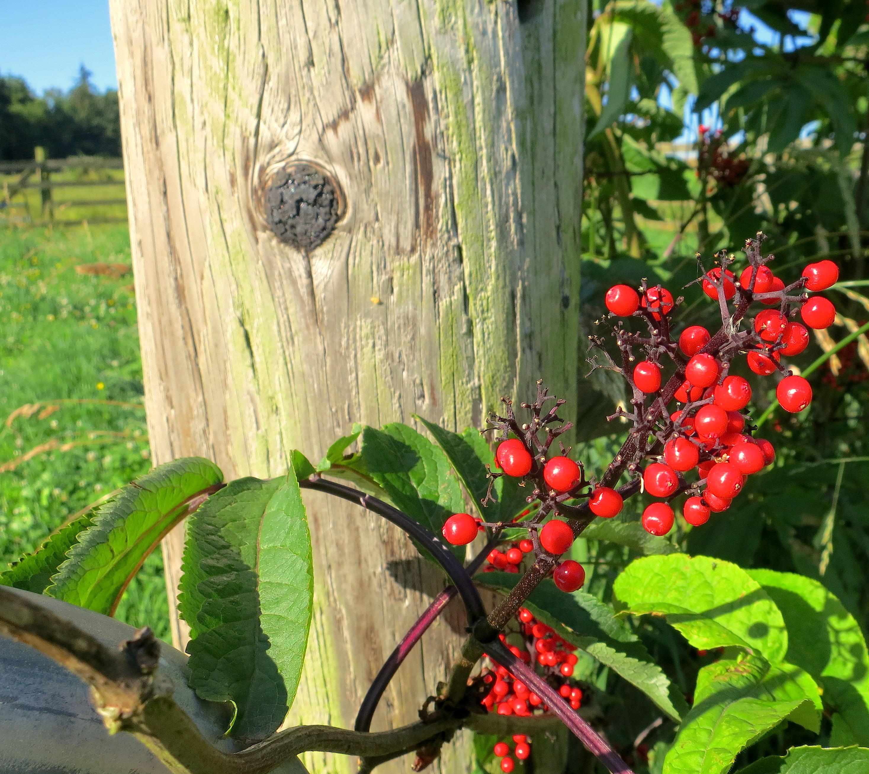 elderberrypost