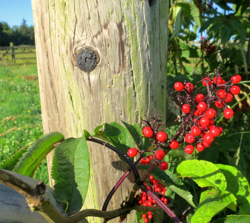 elderberrypost