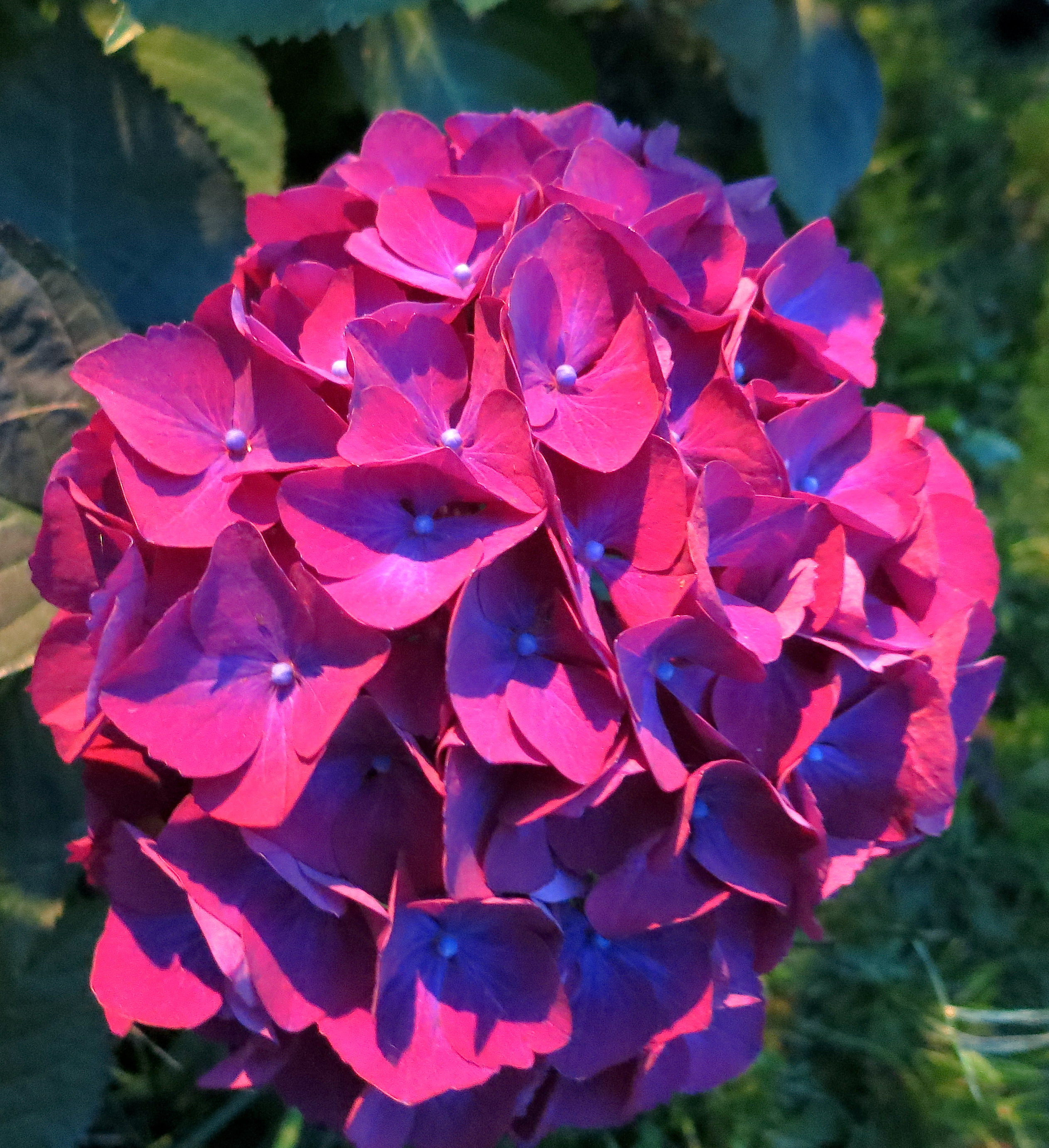 eveninghydrangeapurple