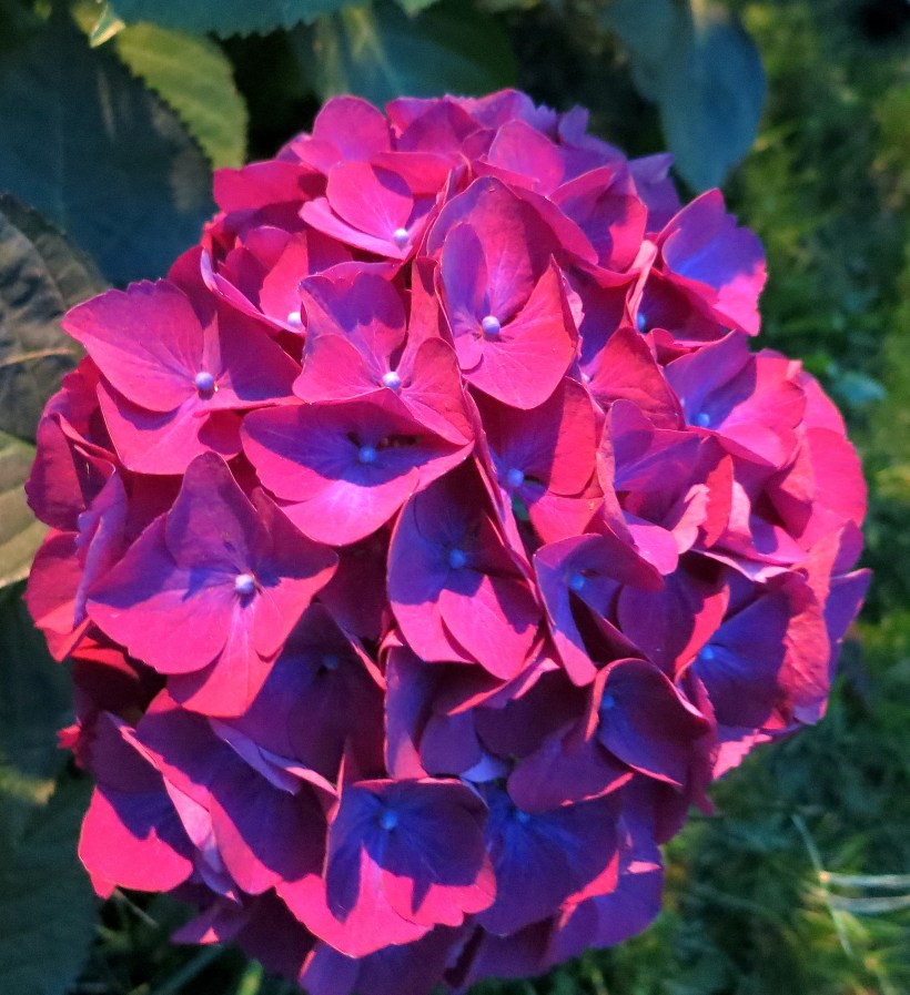 eveninghydrangeapurple