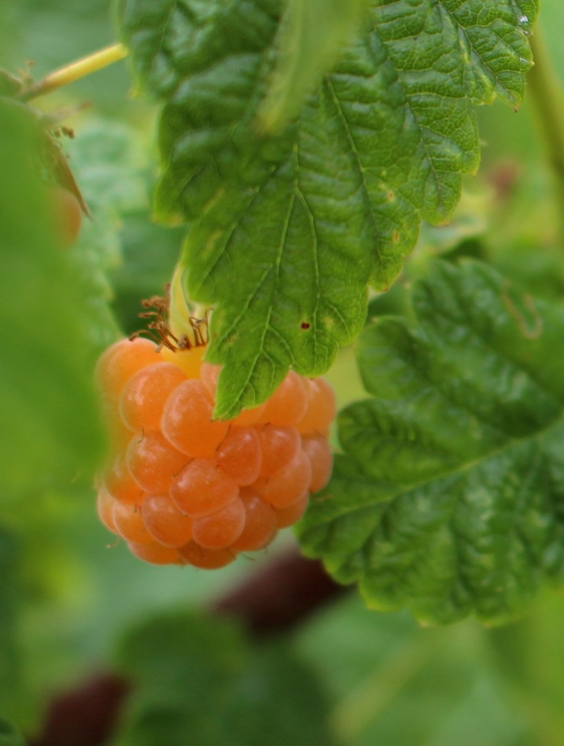 goldenraspberry