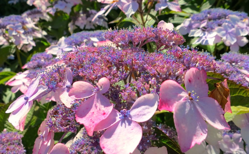 hydrangeavarigated